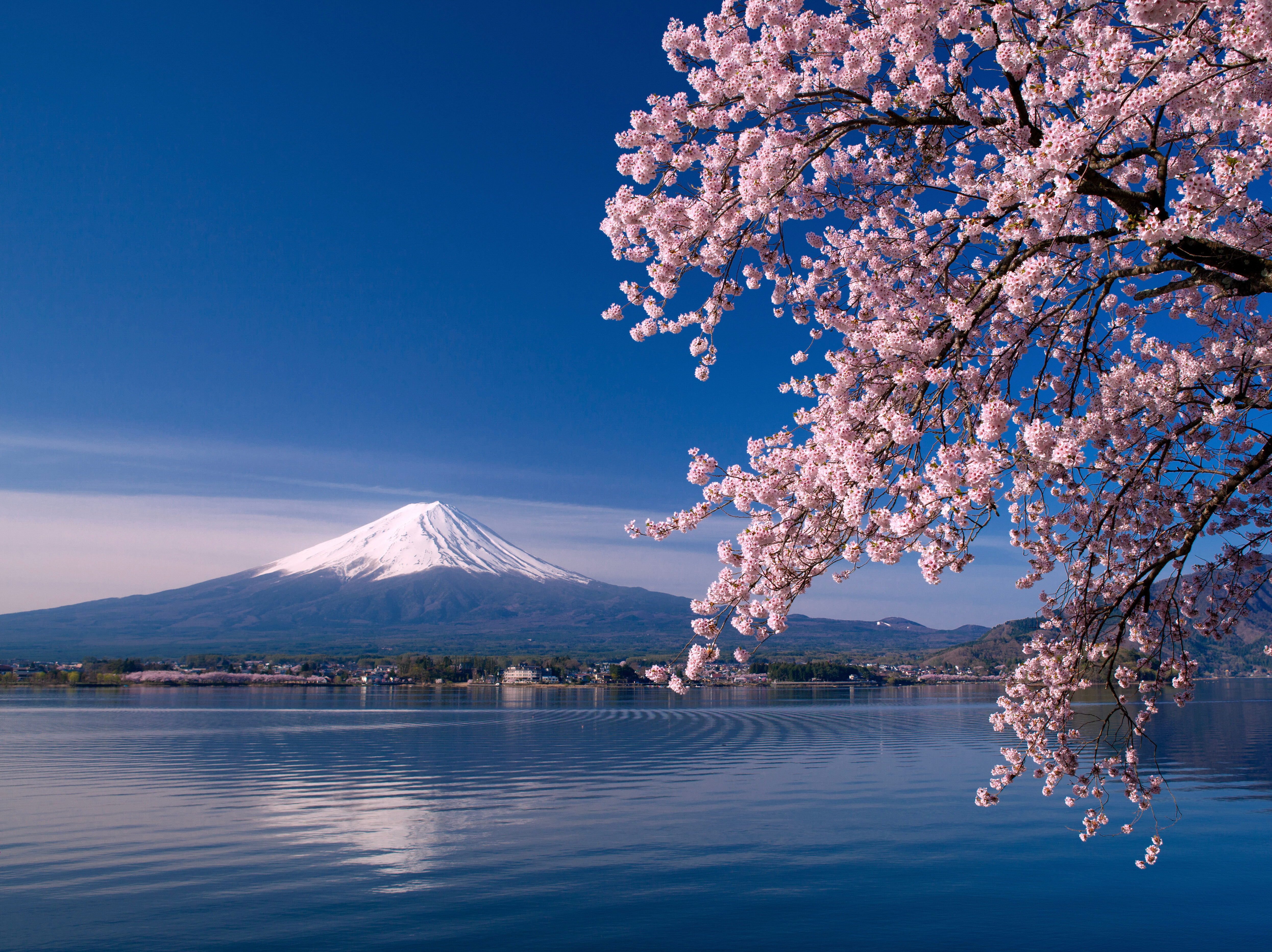 桜と富士山